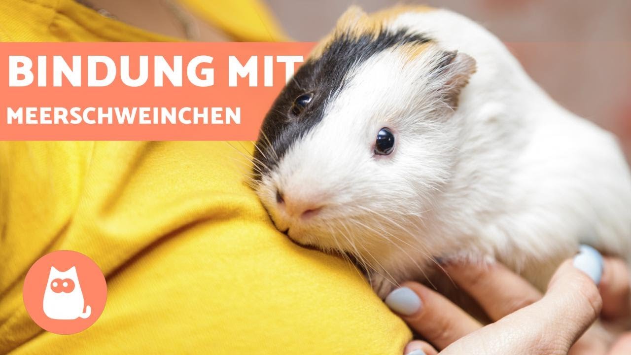 Wie Man Das Vertrauen Eines Meerschweinchens Gewinnt 🐹 (4 Wichtige Tipps)