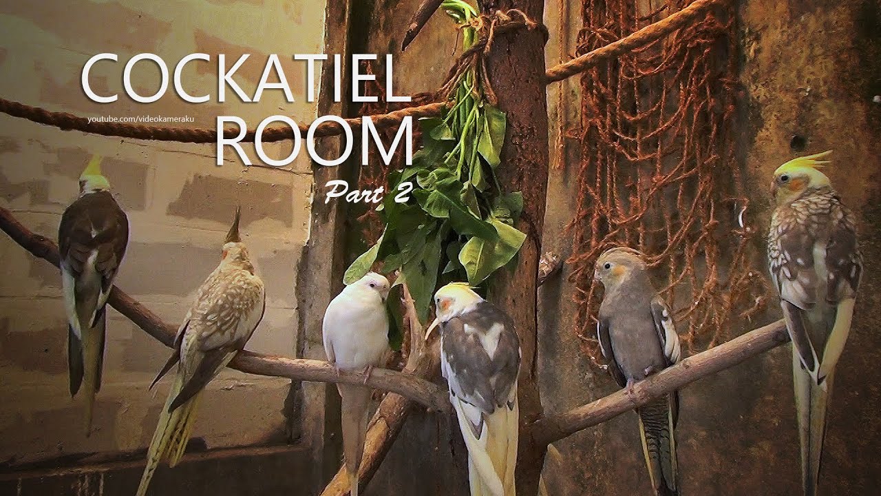 Cockatiel Room: August 2025 - Part 2