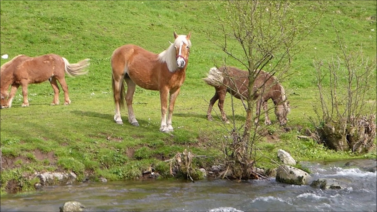 Ferien auf dem Wehrlehof in Obersimonswald