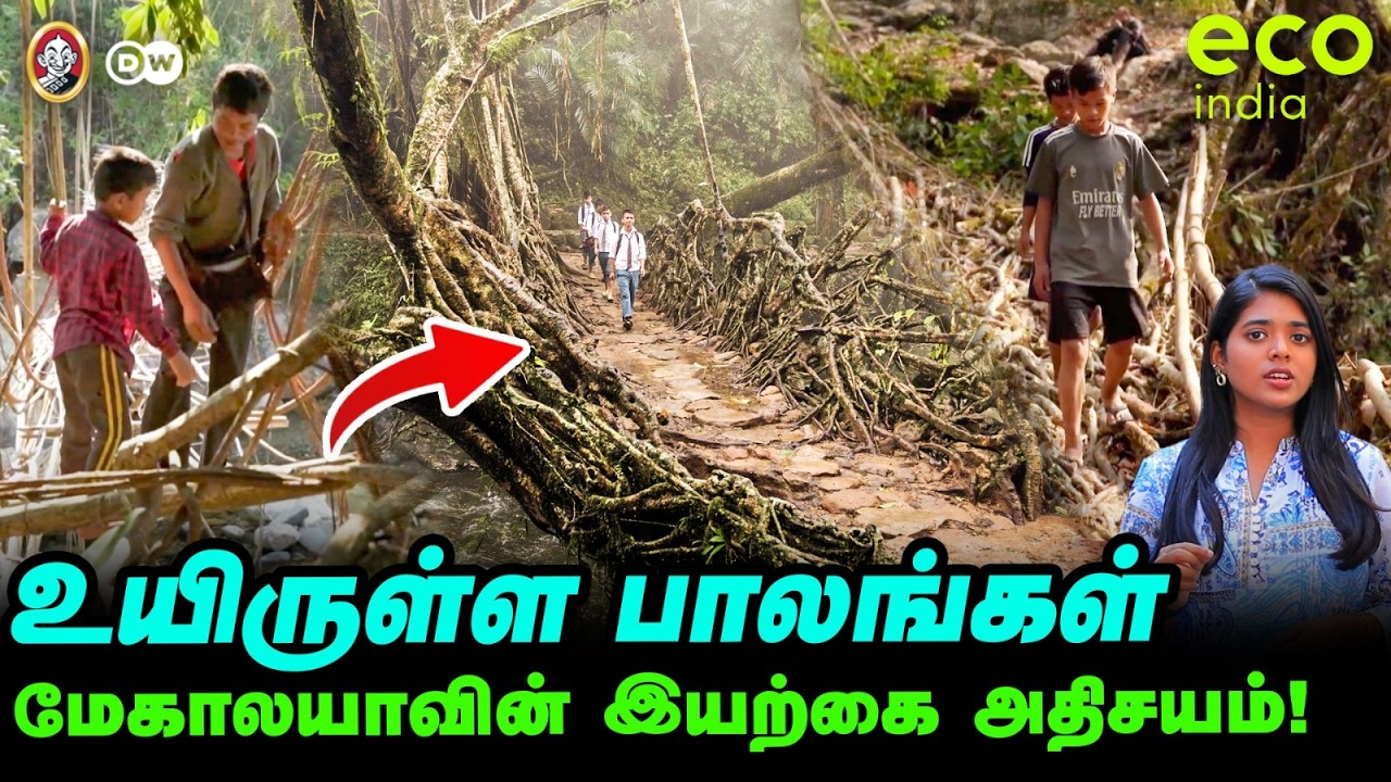 சுவாசிக்கும் பாலங்கள் - மேகாலயாவின் இயற்கை அதிசயம் | இயற்கையுடன் கட்டுமானம் | Eco India S2 EP-5