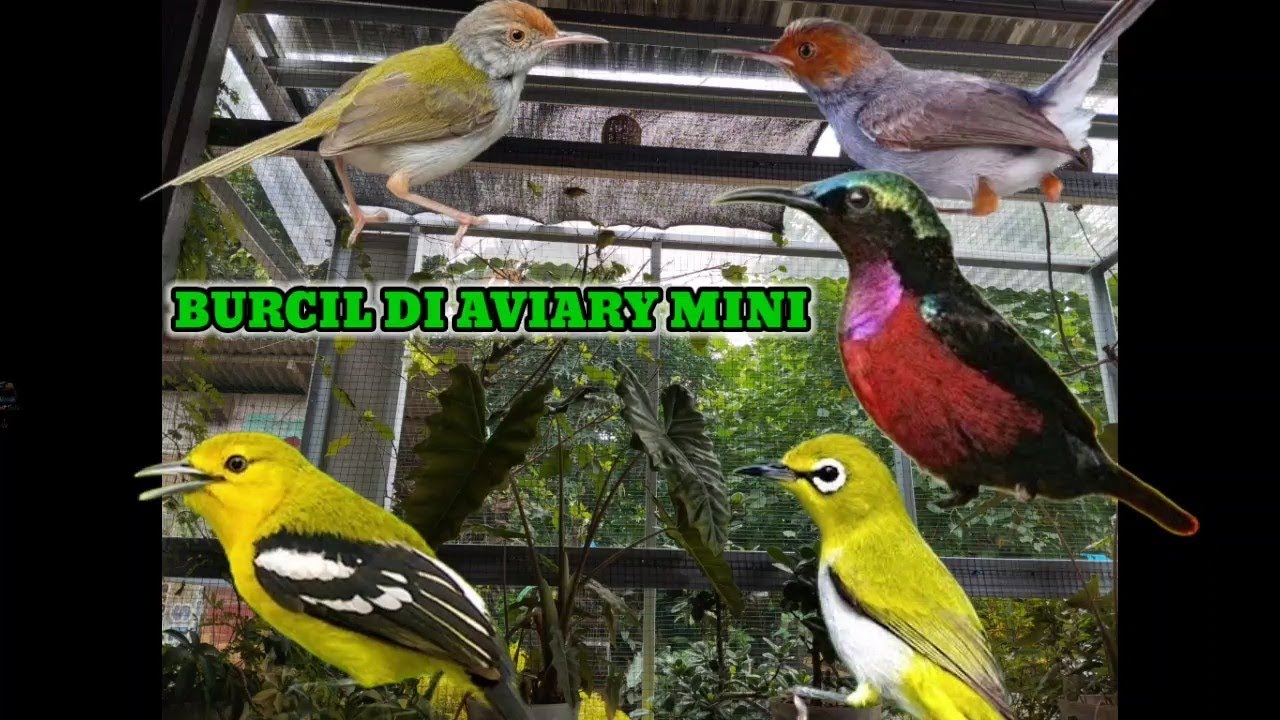 BURUNG BURUNG KECIL DI AVIARY MINI