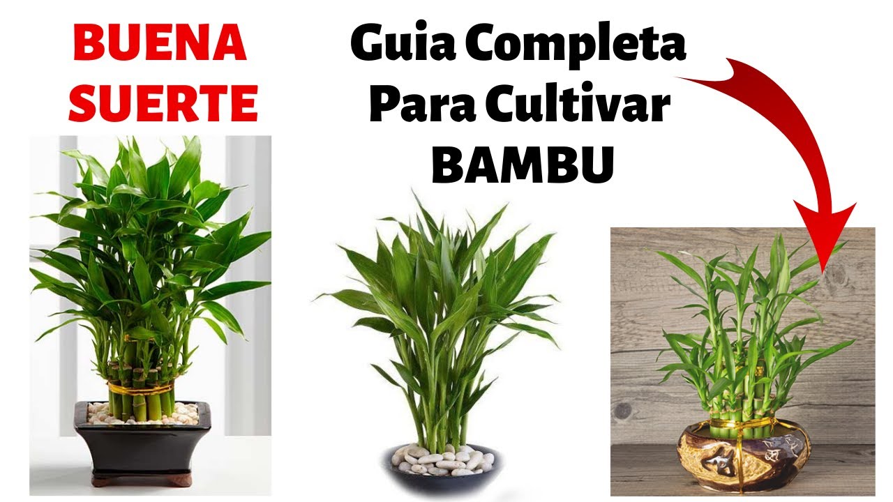 ¿Como Cultivar Bambu En Casa? | Cuidados y Reproduccion
