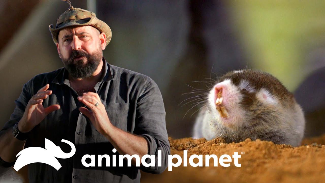 Un roedor con mordida asesina | Pequenos Gigantes da Natureza | Animal Planet