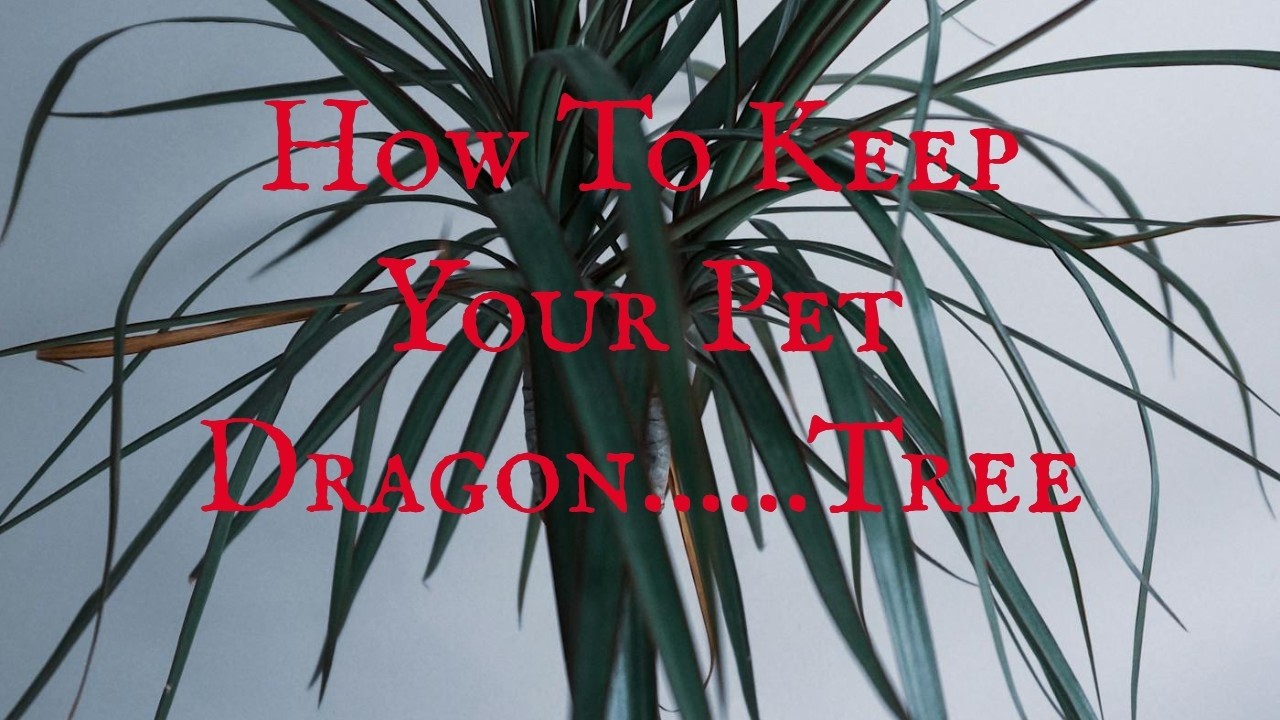 How To Grow A Dragon Tree Indoors