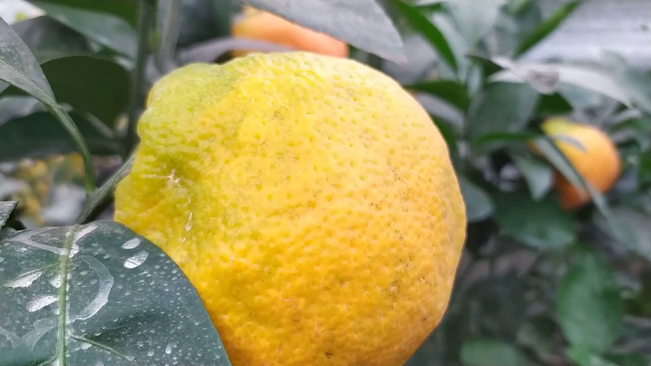 Ранние сорта мандаринов