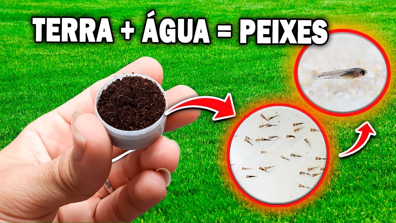COMPREI TERRA MÁGICA QUE SE TRANSFORMA EM PEIXE!!!