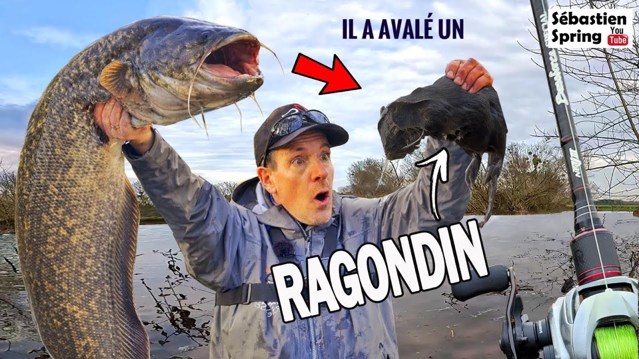 Ce SILURE a avalé un RAGONDIN !!!! C'est FOU !