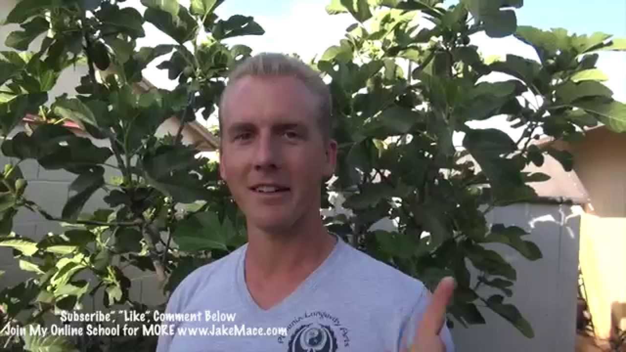 My Garden Tour - Phoenix, Arizona 2015 - Edible & Tropical TREES