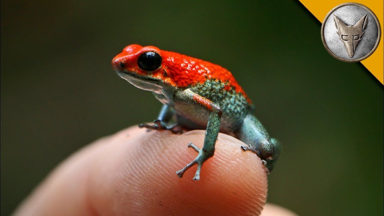 Czy Granulowana Trująca Żaba jest śmiertelna? DART FROG w Brave Wilderness Polski 🐸
