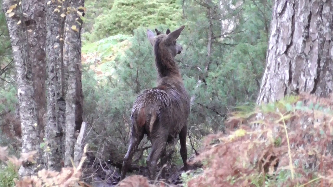Hjortevilt i Bremanger