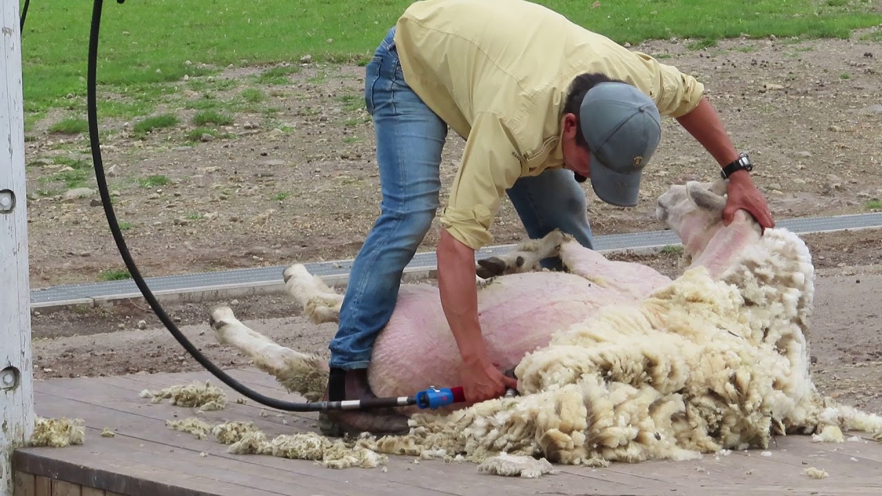 グリーン牧場 シープドッグショー 羊の毛刈り sheep dog show