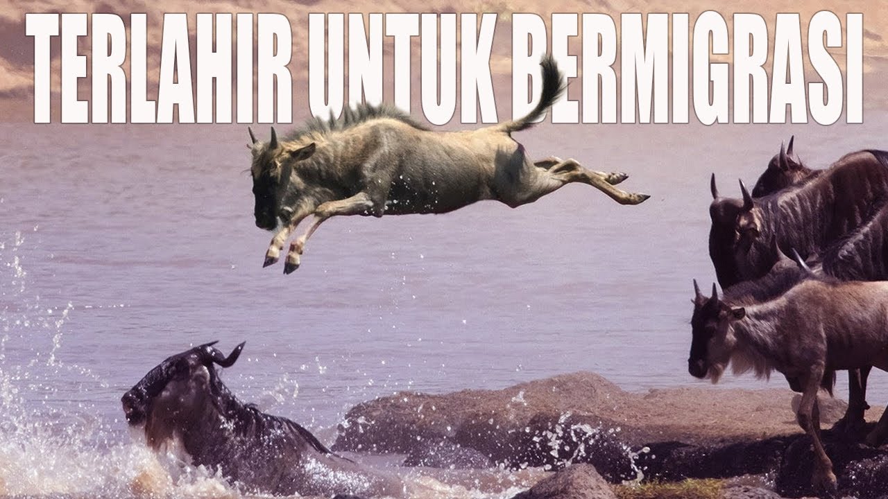 Perjalanan Migrasi Wildebeest yang Penuh Rintangan