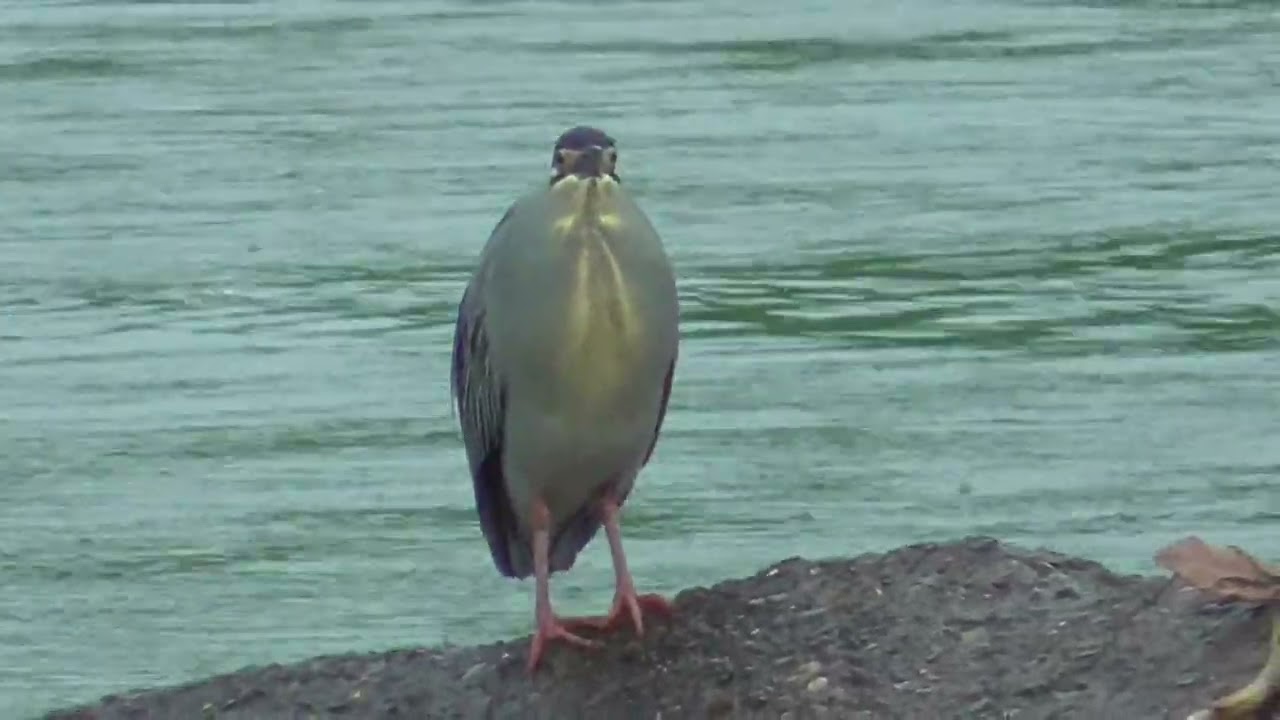 AA193　Oita River　Rainy Day　Striated Heron　BIBI (Wild Carrion Crow)