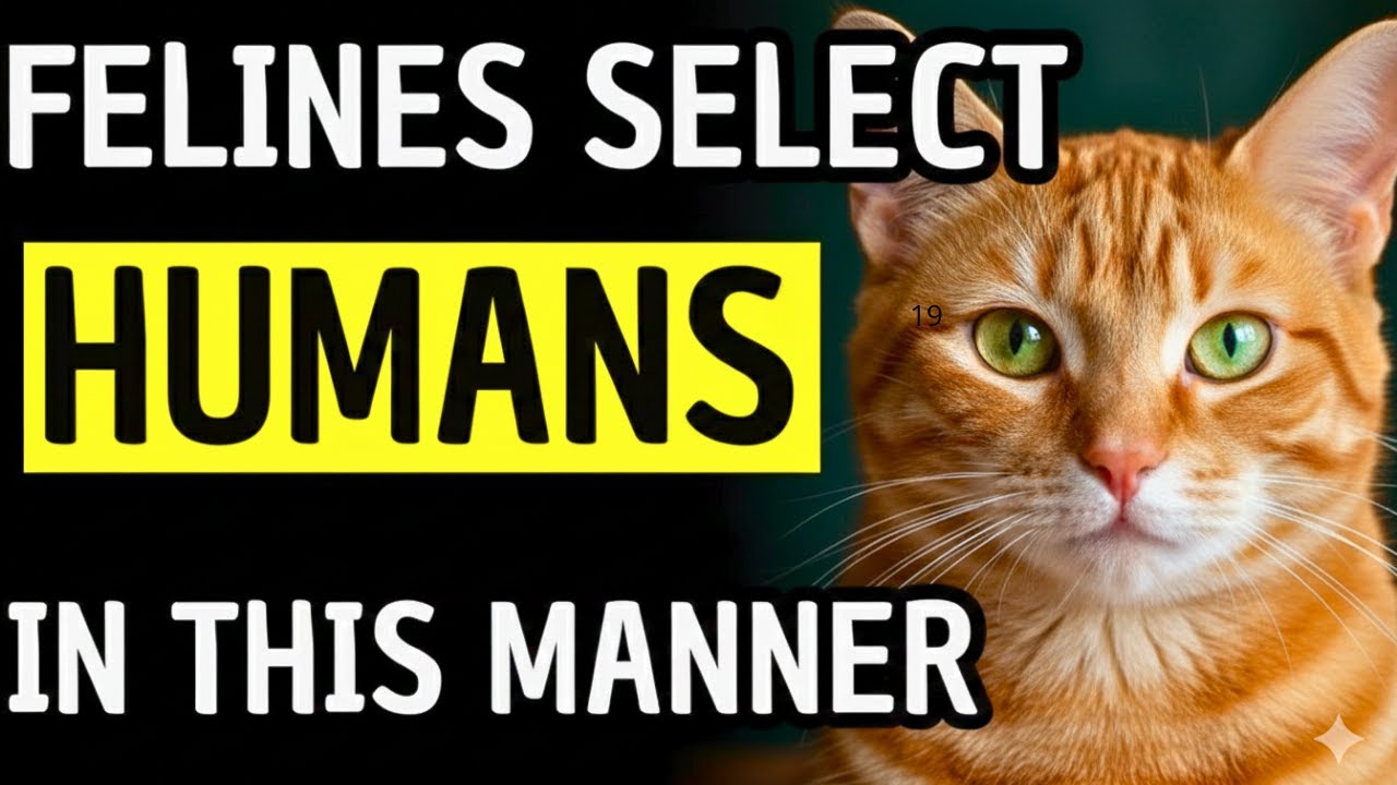 Finally revealed the 10 things every cat secretly wants from their human