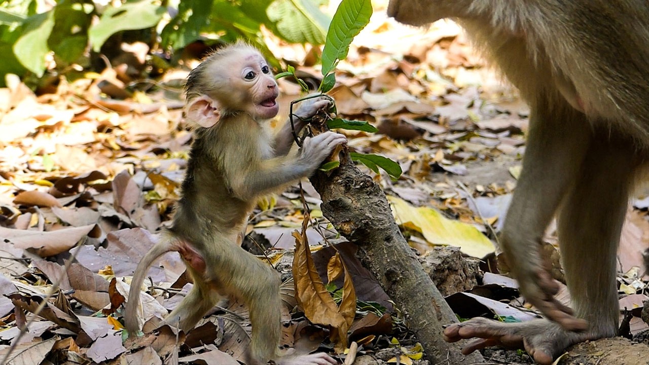 Calm forest living |Monkey baby Lucan tells mom Lauy that he needs to play more
