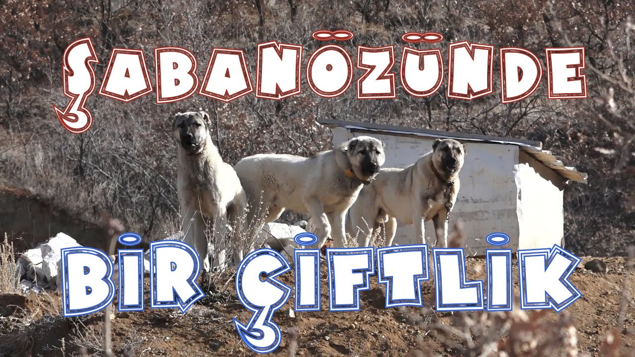 BİR ÇİFTLİK... #ŞABANÖZÜ
