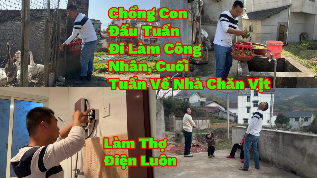276🇨🇳🇻🇳Chồng Trung Đầu Tuần Đi Làm Cty Cuối Tuần Về Chăn Vịt, Làm Luôn Thợ Điện ，Vậy Là Giỏi Chưa Ạ 