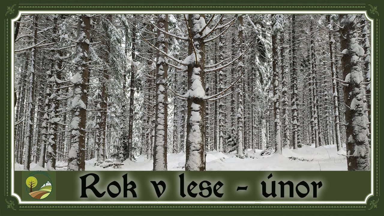 Rok v lese - Únor - Jen to vypadá, že se nic neděje :-)