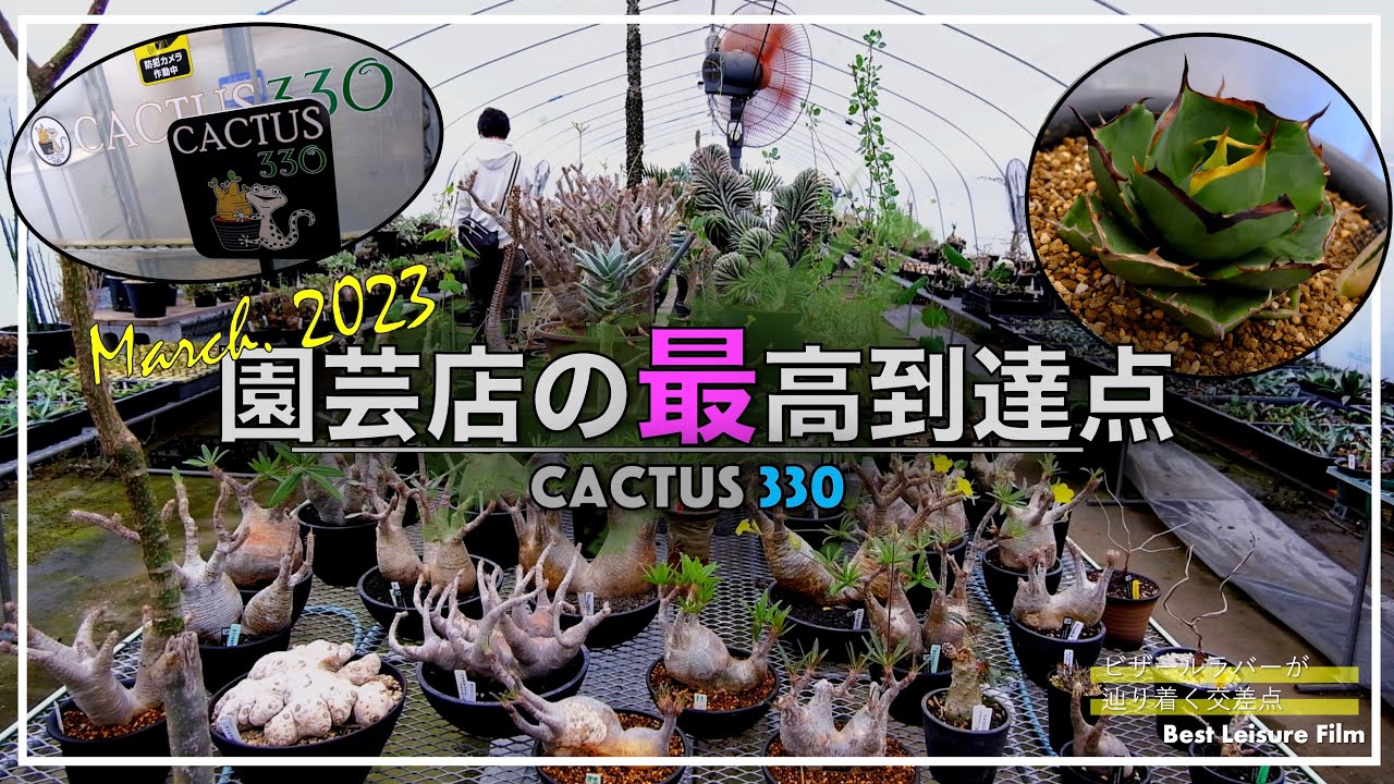 【グラキリス・アガベ】園芸店の最高到達点「CACTUS330」｜オペルクリカリアパキプス｜ホリダス｜園芸店巡り｜カクタス330