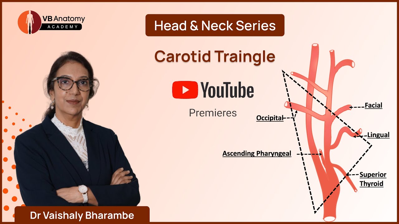 Carotid Triangle: Anatomy, Boundaries, and Clinical Relevance with Dr. Vaishaly Bharambe