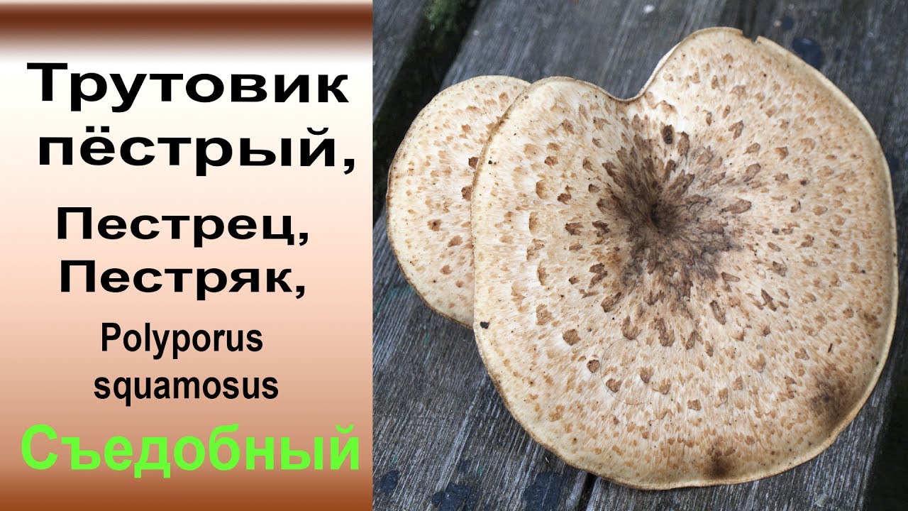Съедобный трутовик пёстрый -  Polyporus squamosus