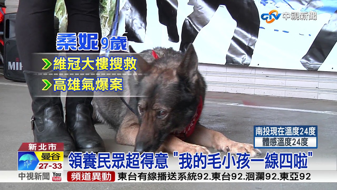 百萬名犬到你家!民眾領養除役搜救犬│中視新聞 20180127
