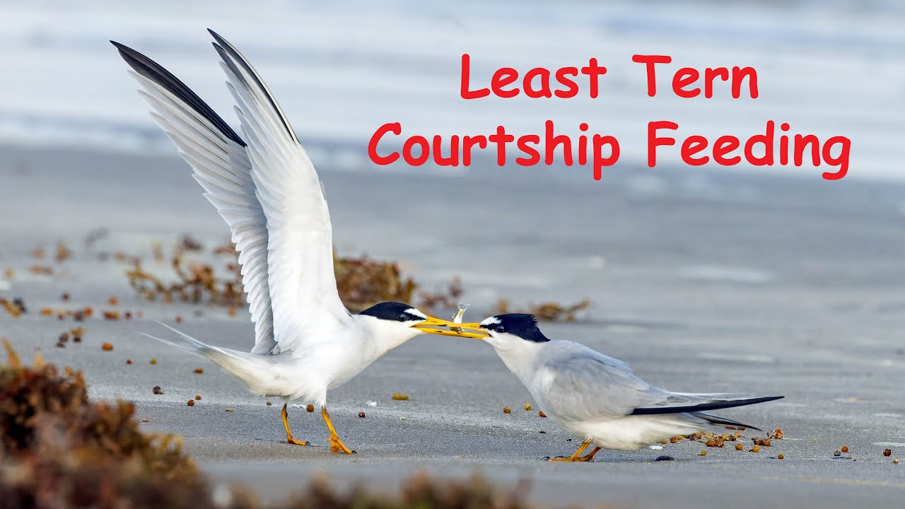 Least Tern Courtship Feeding