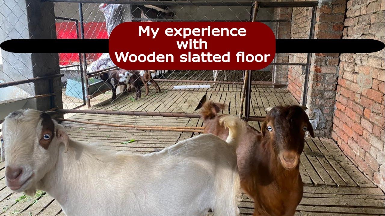 Elevated Wooden Floor Goat Shed – 1 Year Honest Experience (Worth It?)