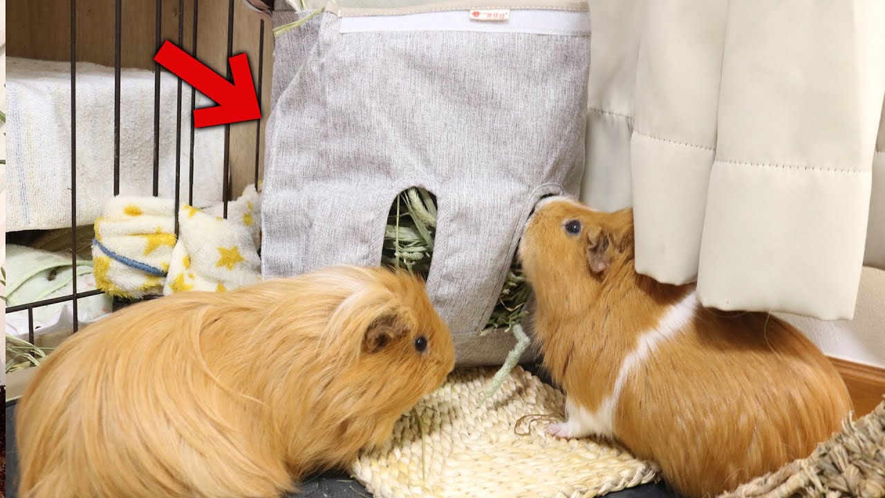 チモ袋、とても良き