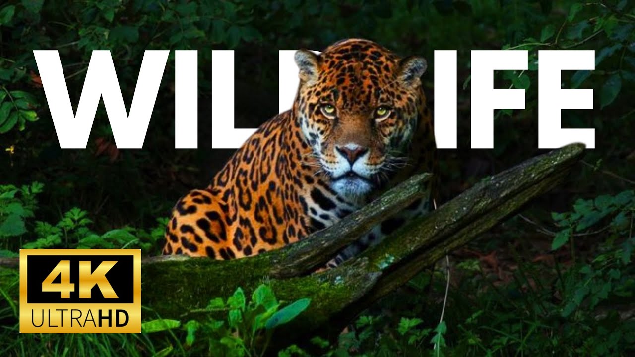 Wildlife in 4K | A Cinematic Journey Through Nature’s Most Majestic Animals