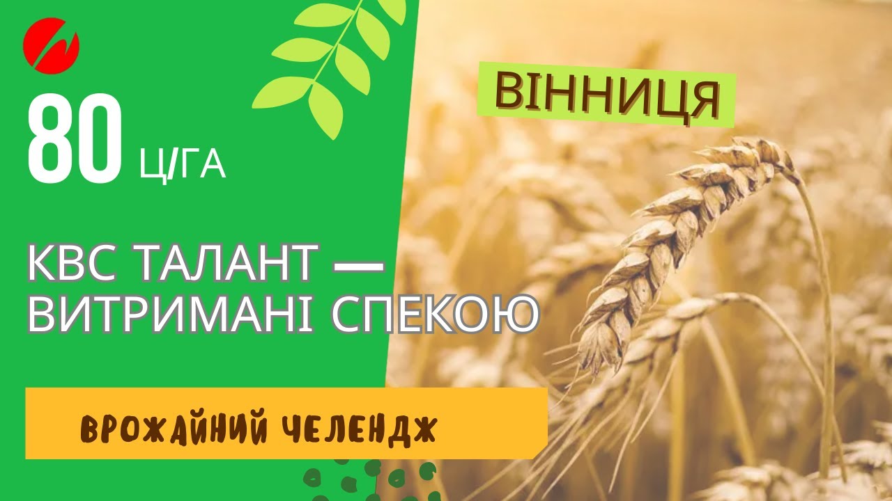 80 ц/га КВС ТАЛАНТ – рекордний урожай у Вінниці попри спеку! 🌾 Врожайний челендж 2024