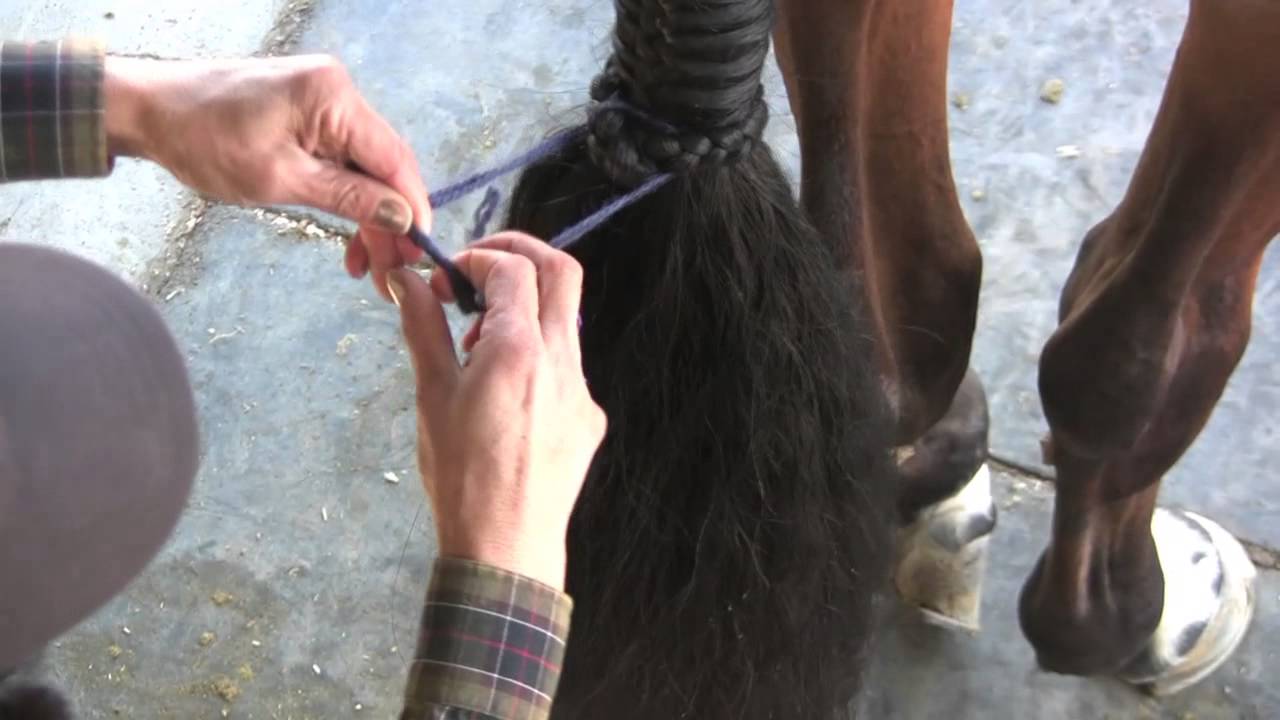 Learn How To Braid A Horse's Tail