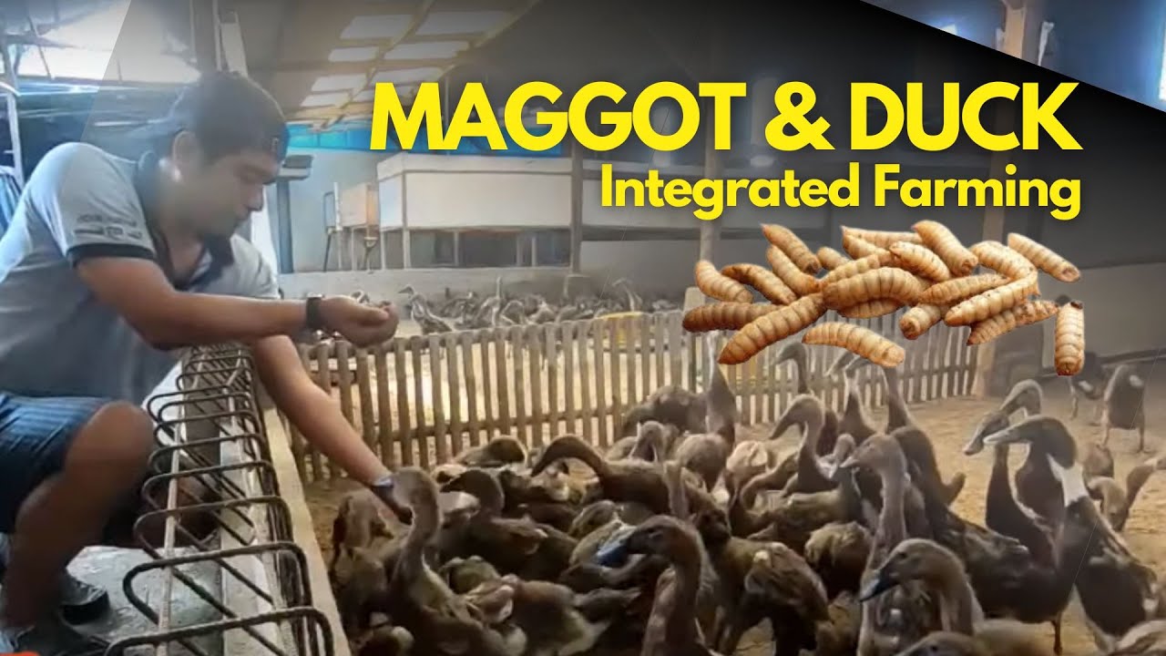 The Benefits of BSF Maggots as Duck Feed