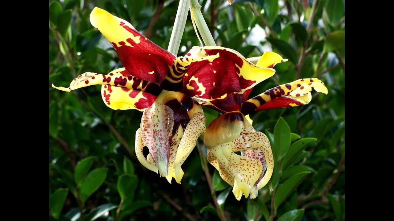 ORQUIDEA Stanhopea Tigrina CULTIVO y CUIDADOS (orquídeas torito)