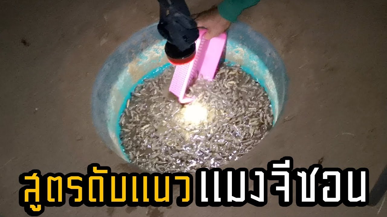 วิธีดักแมงจีซอน พร้อมสูตรเด็ด  🔊🔊 เคล็ด(ไม่) ลับ #ศิวะศรีแก้ว