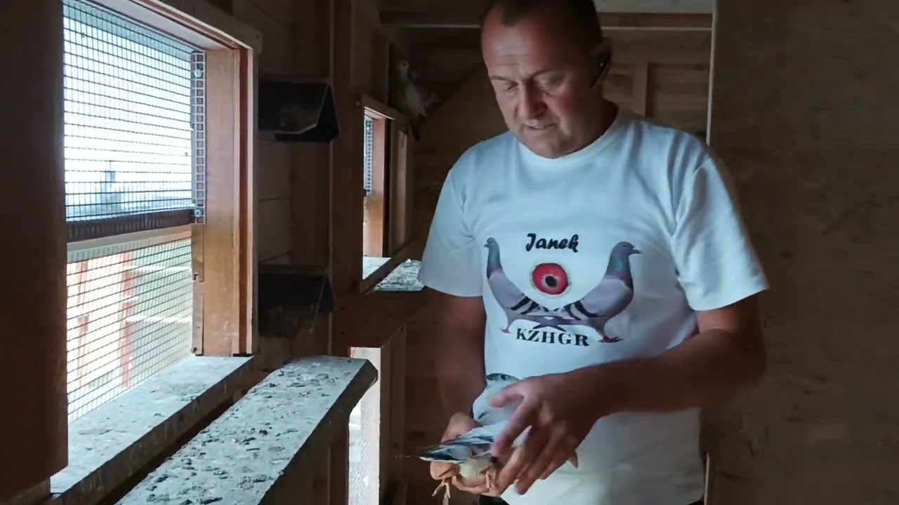 Gołębie Staropolskie 👍z wizytą u kolegi Janusza 😎 💪💪💪