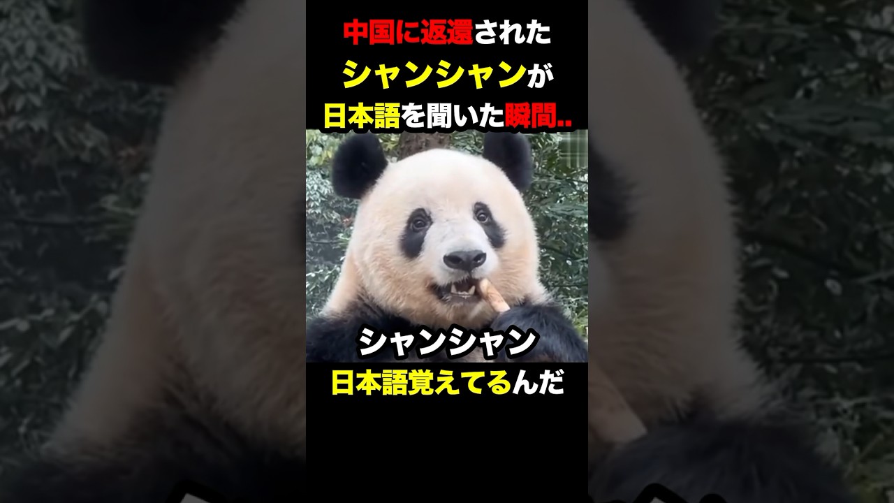 中国に返還されたシャンシャンが日本語に反応してるのを見た俺の涙腺がやばいことに      #シャンシャン #パンダ #感動する話 #上野動物園 #ジャイアントパンダ #海外の反応 #日本 #中国