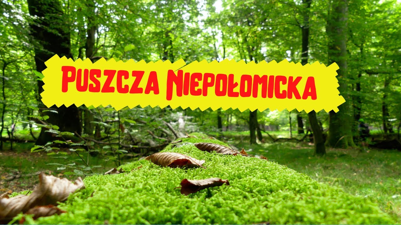 Puszcza Niepołomicka, gdzie ryby mlaszczą