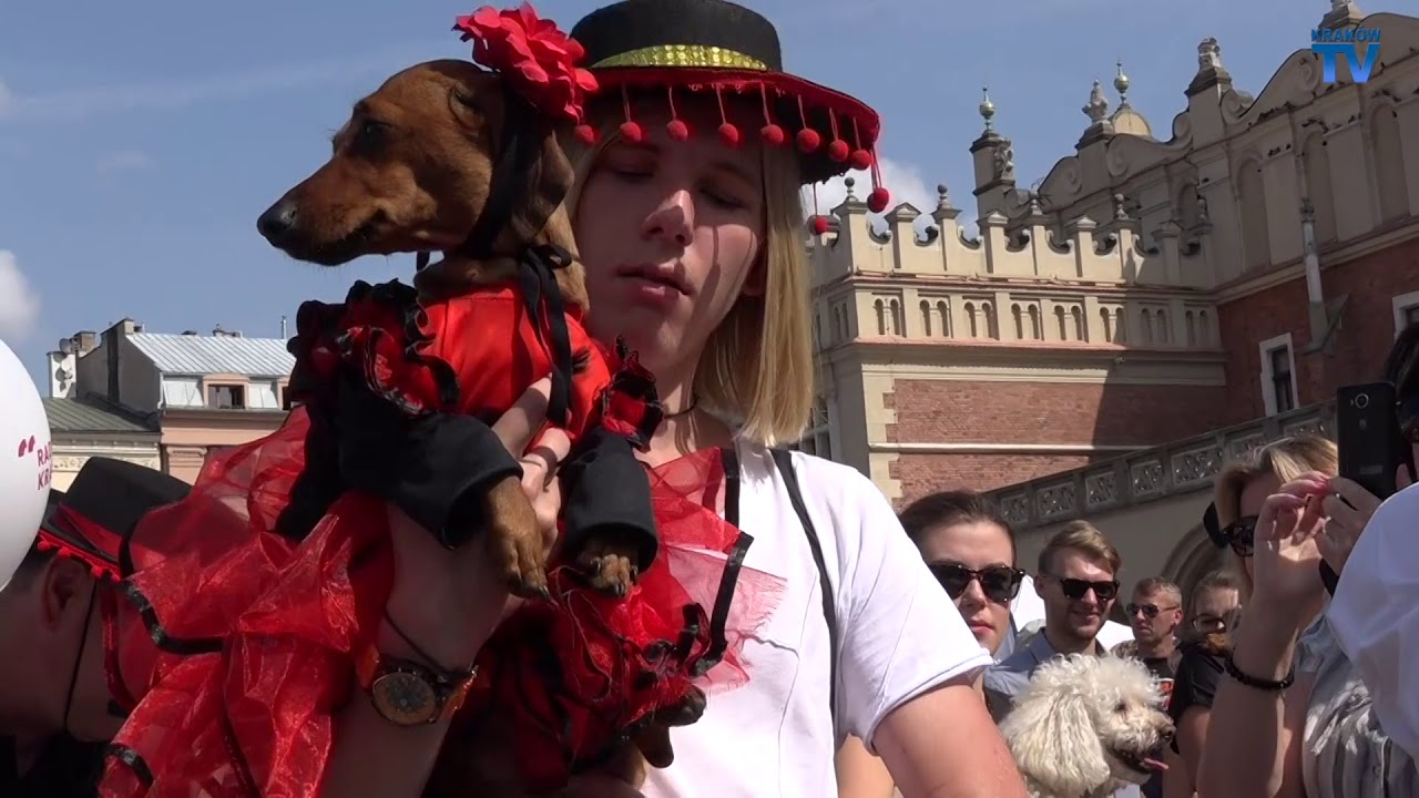 Daschund Parade 2017, Kraków (Marsz Jamników)