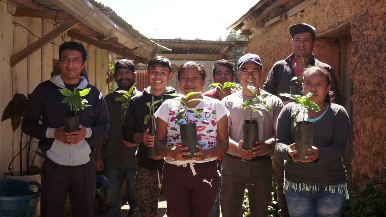 Semilleros de café en el estado de Oaxaca