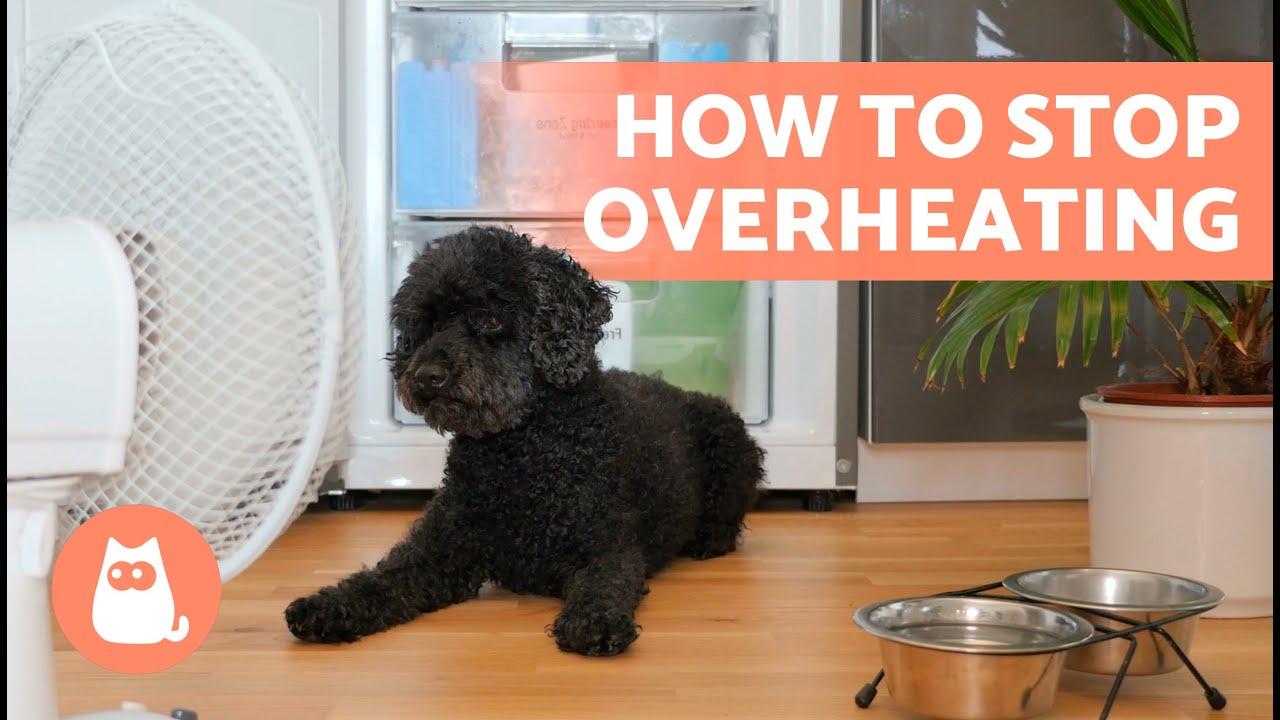 How to KEEP Your DOG COOL 🐶☀️ (5 Ways to Avoid Heat Stroke in Dogs)