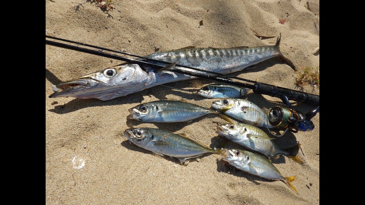 Micro Shore Jigging: 