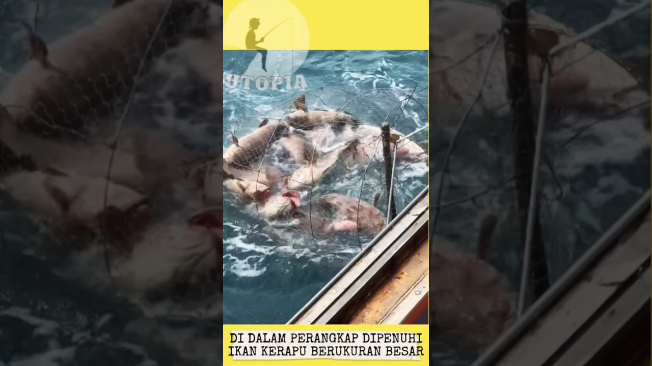 Saat bubu Di Tarik Di Dalamnya Penuh Ikan Kerapu Besar #shorts #short #trending #youtubeshorts #fish