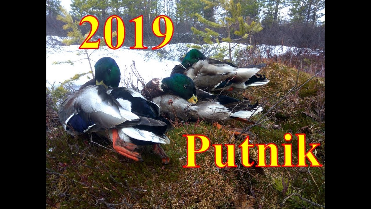 Весенняя охота 2019 г.