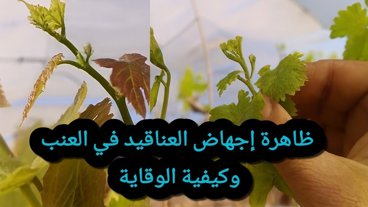 اسباب اجهاض العناقيد في العنب وكيفية الوقاية