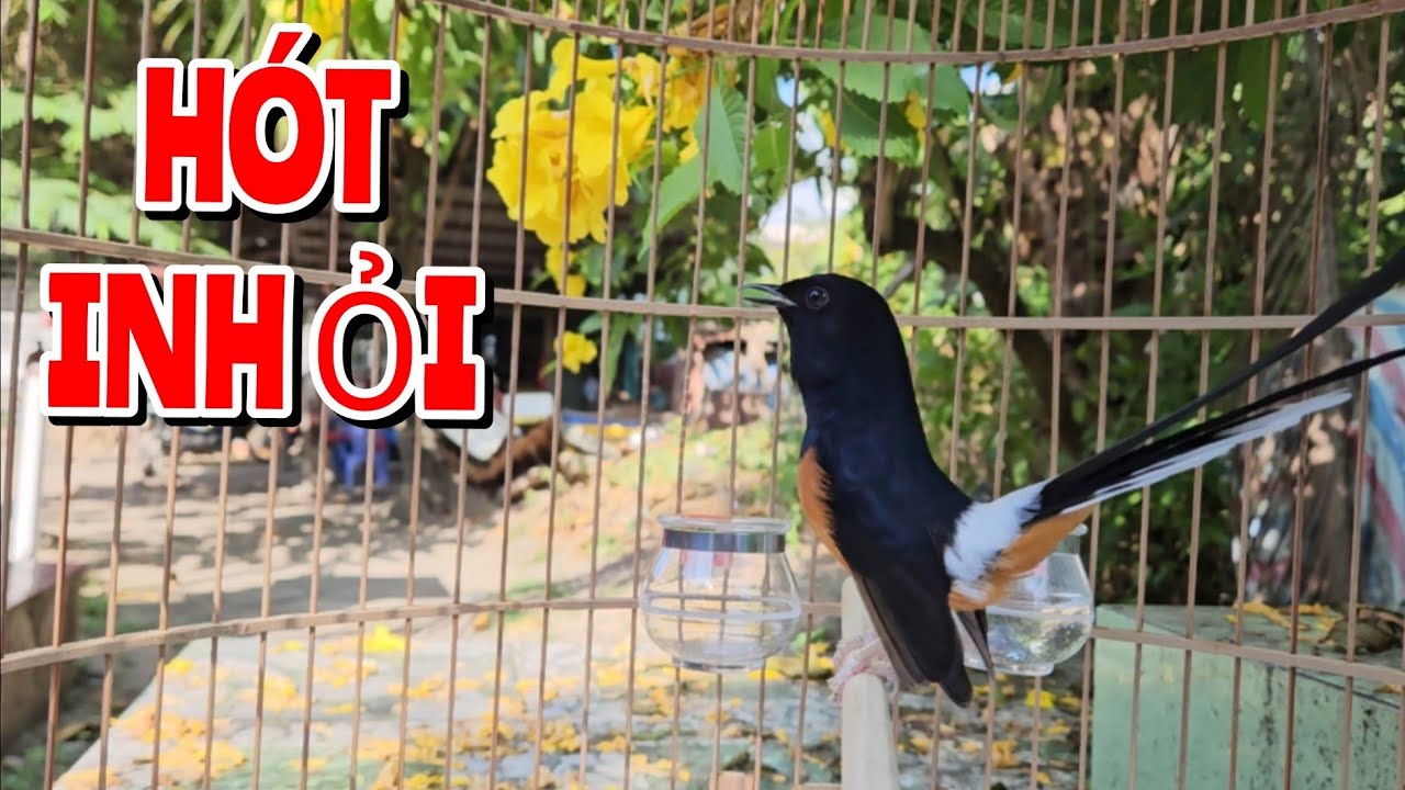 Chòe lửa hót kích chòe lửa chống căng lửa cứ nghe là hót cả ngày #muraibatu #choeluahot 