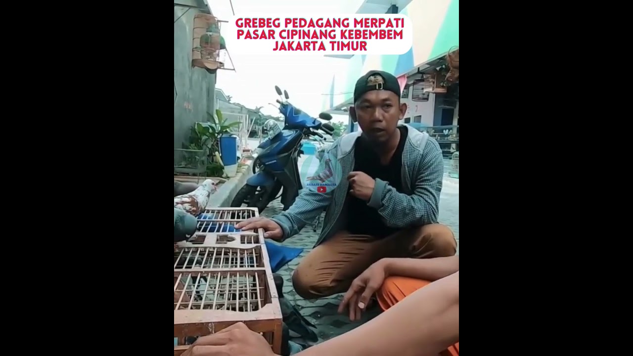 Petualang ke Pasar Merpati  #merpati #shorts #short #shortvideo