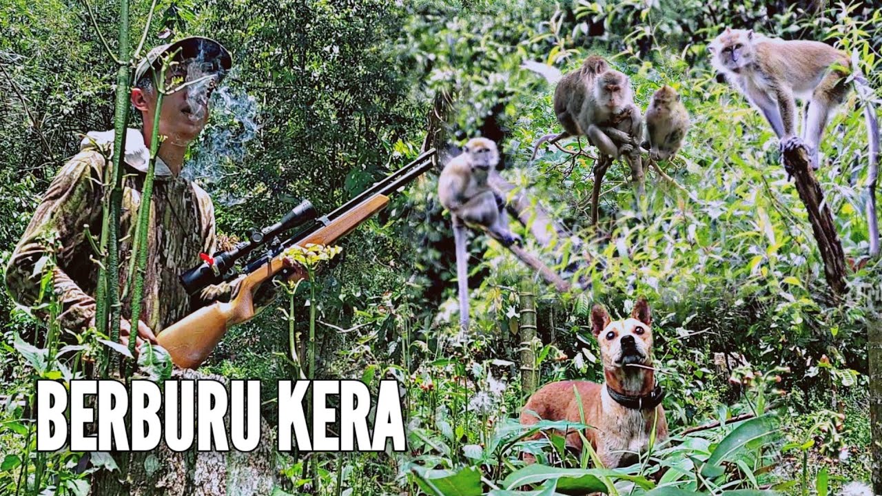 BIKIN GERAM, PARA KERA MENJARAH KEBUN PETANI LAGI