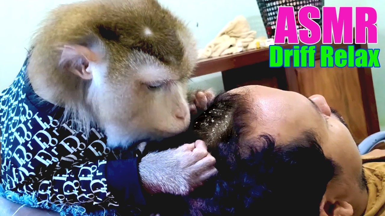 Monkey ASMR Dandruff | Most Of People FALL ASLEEP Fast Watching Monkey Tender Grooming