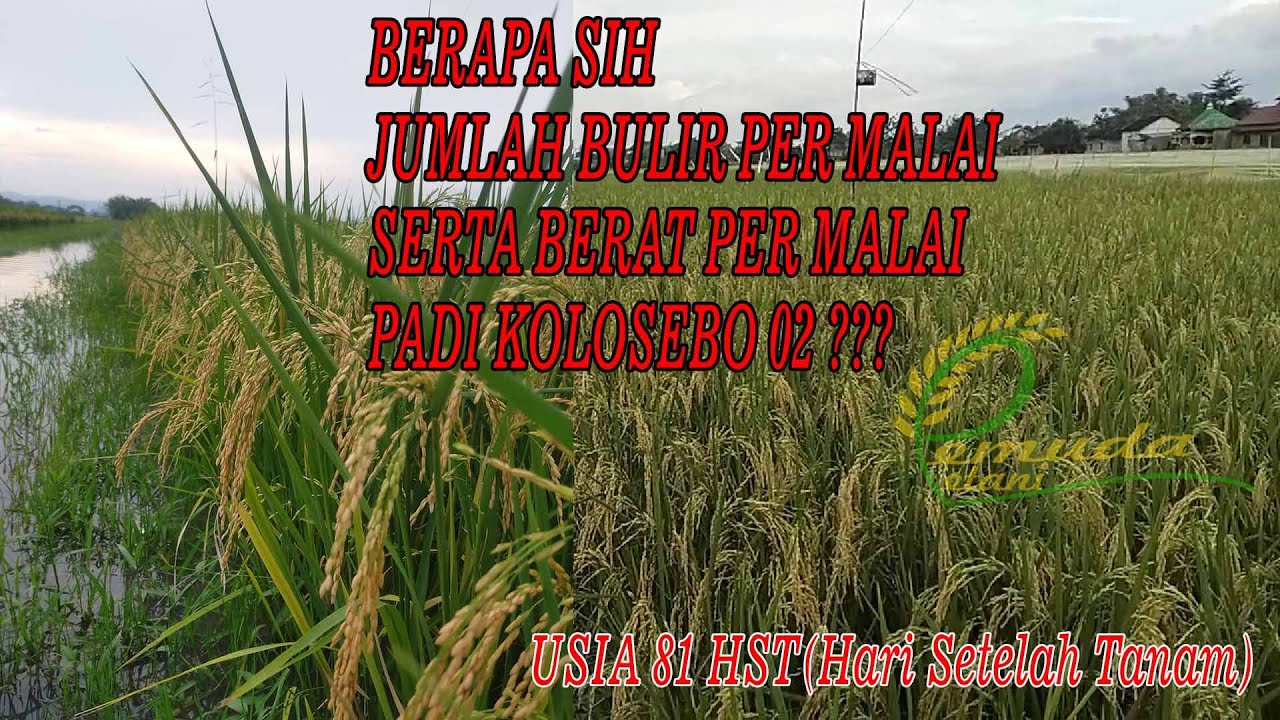 MENGHITUNG JUMLAH BULIR PER MALAI SERTA BERAT PER MALAI PADI KOLOSEBO 02